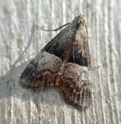 Pine Webworm Moth thumbnail 4