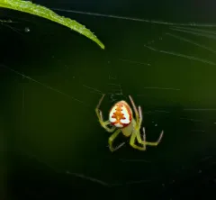 Red-backed Orbweaver thumbnail 2