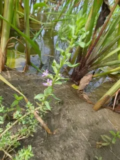 Hyssop Loosestrife thumbnail 3