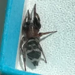 Variegated Ground Spider thumbnail 4