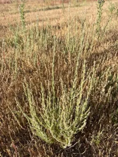 Torrey's willowherb thumbnail 4