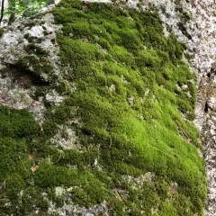boulder broom moss thumbnail 3