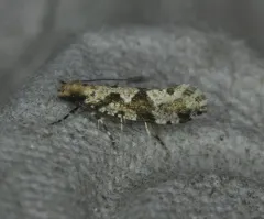Banded Scardiella thumbnail 3