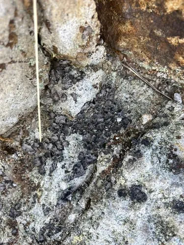 Netted Rocktripe Lichen