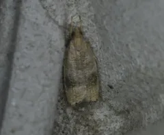 Black-fringed Leaftier Moth thumbnail 4