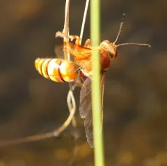 Western Cicada-killer Wasp thumbnail 3