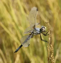 Bleached Skimmer thumbnail 4