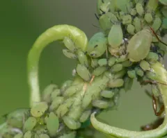 Spiraea Aphid thumbnail 4