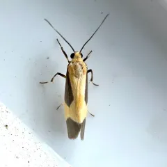 Pictured Lichen Moth thumbnail 1