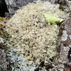 Quill Lichen thumbnail 4