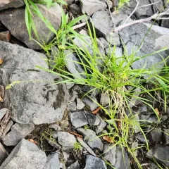 pointed broom sedge thumbnail 5