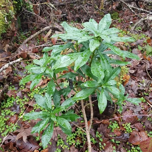 Spurge-laurel