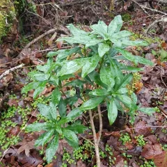 Spurge-laurel thumbnail 1