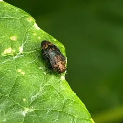 Northern Red Oak Jewel Beetle thumbnail 4