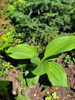 Great Yellow Gentian thumbnail 1