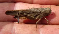 California Red-winged Grasshopper thumbnail 3