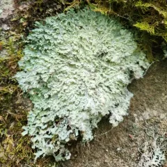 Powdered Fringe Lichen thumbnail 4