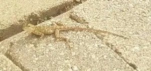 Peters's Rock Agama