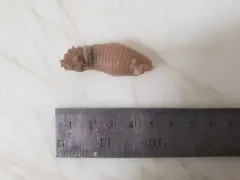 Cactus worm thumbnail 2