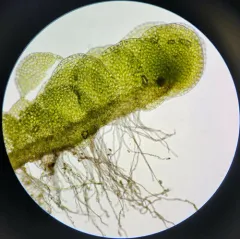 Crenulated Flapwort thumbnail 4