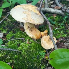 Grey Bolete thumbnail 2