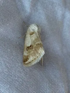 Rabbitbush Flower Moth thumbnail 3