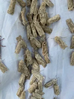 Dune Cutworm Moth thumbnail 3