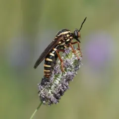 Banded Tiger Fly thumbnail 3