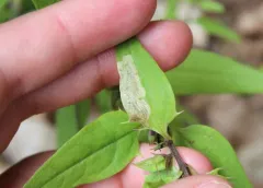 Liriomyza pistilla thumbnail 1