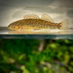 Rainbow Darter thumbnail 2