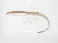 Snakeblenny thumbnail 3