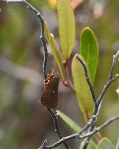 Bog Virbia Moth thumbnail 3