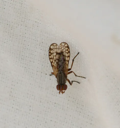 Pherbecta limenitis