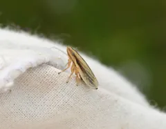 Fen Spittlebug thumbnail 3