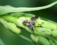 Jamesomyia geminata thumbnail 2