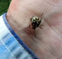 Podisus placidus thumbnail 4