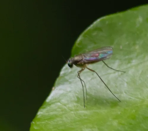 Sciapus platypterus