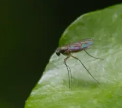 Sciapus platypterus thumbnail 1