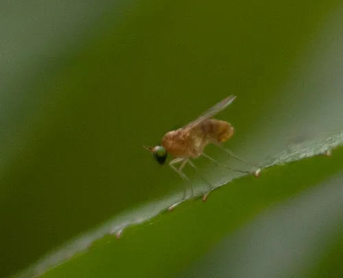 Gymnopternus flavus