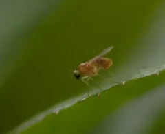 Gymnopternus flavus thumbnail 1