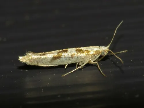 Sallow Argent