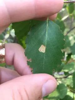 Birch Casebearer Moth thumbnail 4