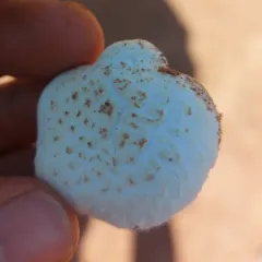 Meadow Mushroom thumbnail 4