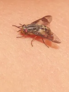 Colorado Deer Fly thumbnail 2