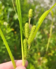 Frank's sedge thumbnail 4