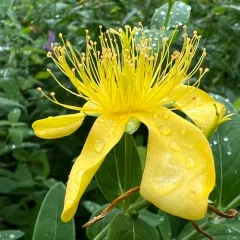 Great St. John's Wort thumbnail 3