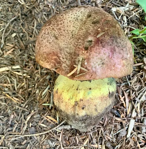 Mountain Butter Bolete