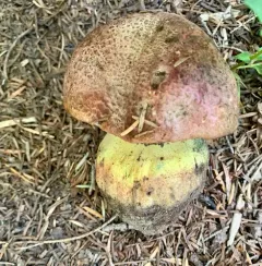 Mountain Butter Bolete thumbnail 1