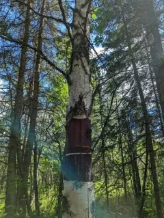 Alaska Paper Birch thumbnail 4