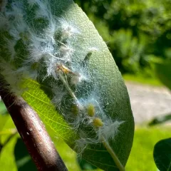Trioza obtusa thumbnail 2